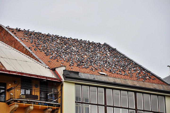 A2B Pest Control are able to install spikes to deter birds from roofs in Cleckheaton. 