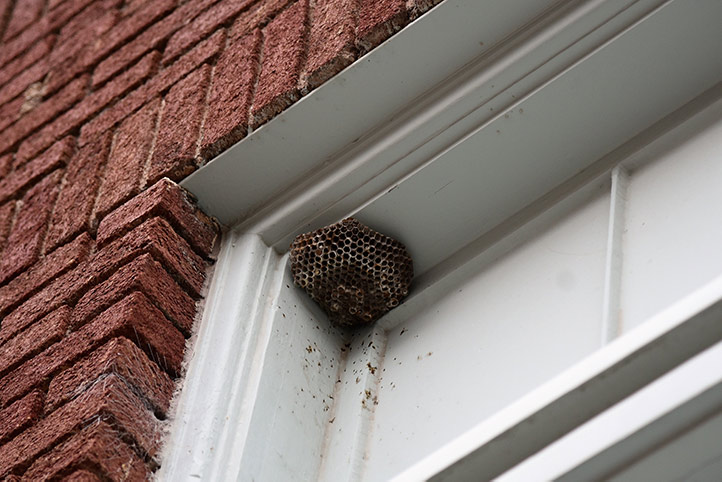 We provide a wasp nest removal service for domestic and commercial properties in Cleckheaton.